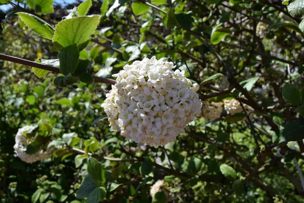 Viburnum x carlcephalum 125-150 cm